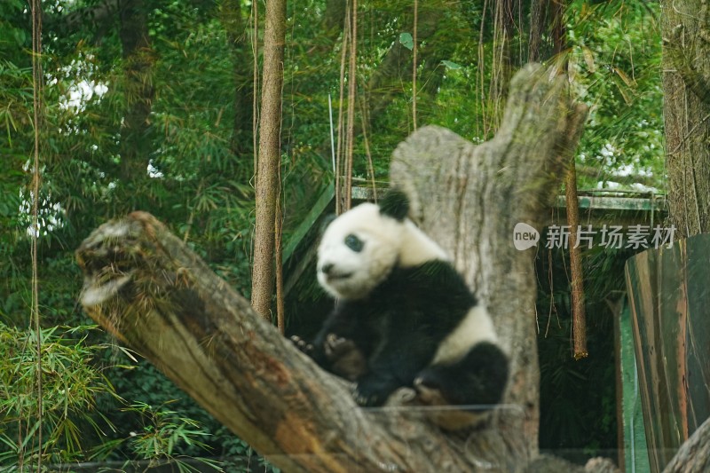 大熊猫幼崽妹猪趴在树干上休憩玩耍