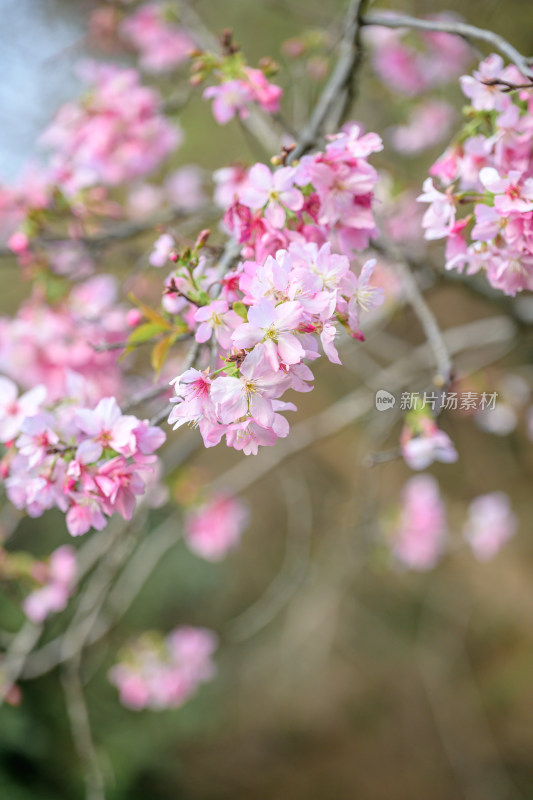 樱花特写拍摄