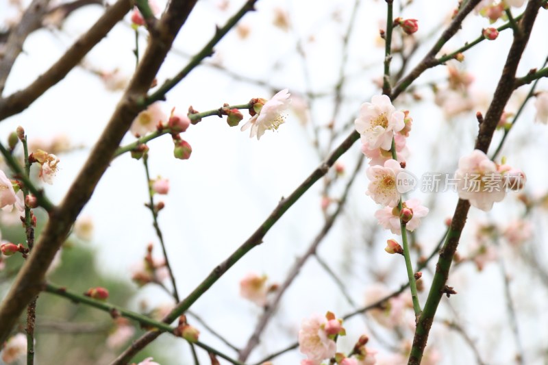 粉红梅花