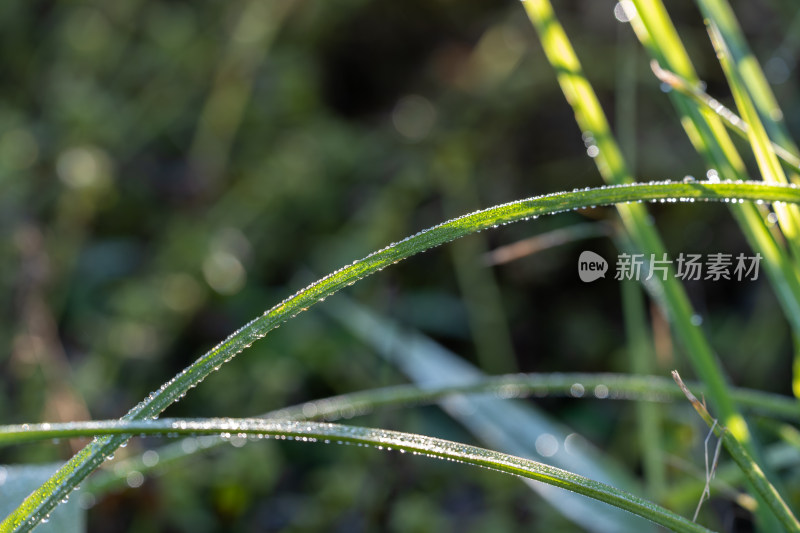 叶上雨滴的特写镜头