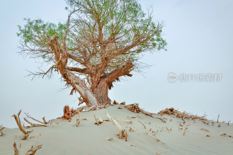 新疆塔克拉玛干沙漠胡杨树