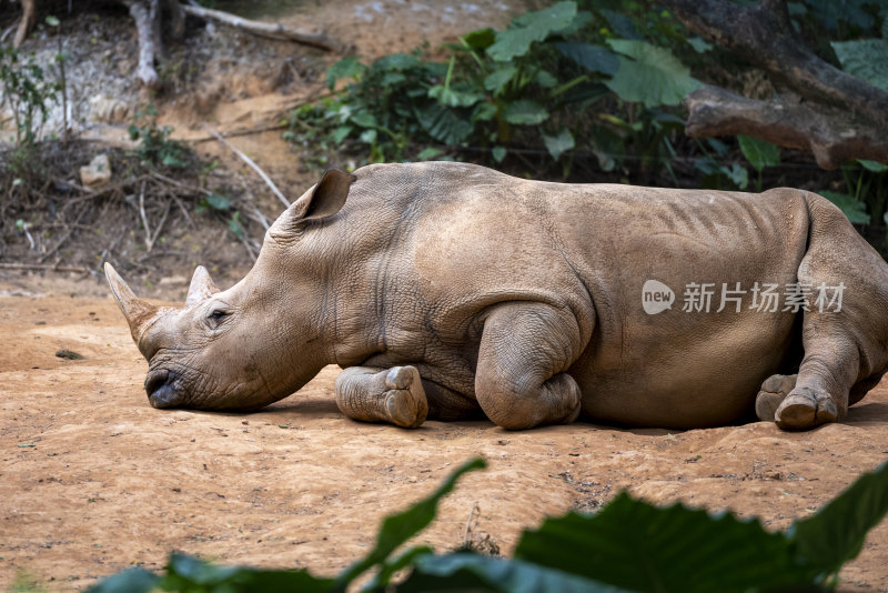 广州长隆野生动物园里的犀牛