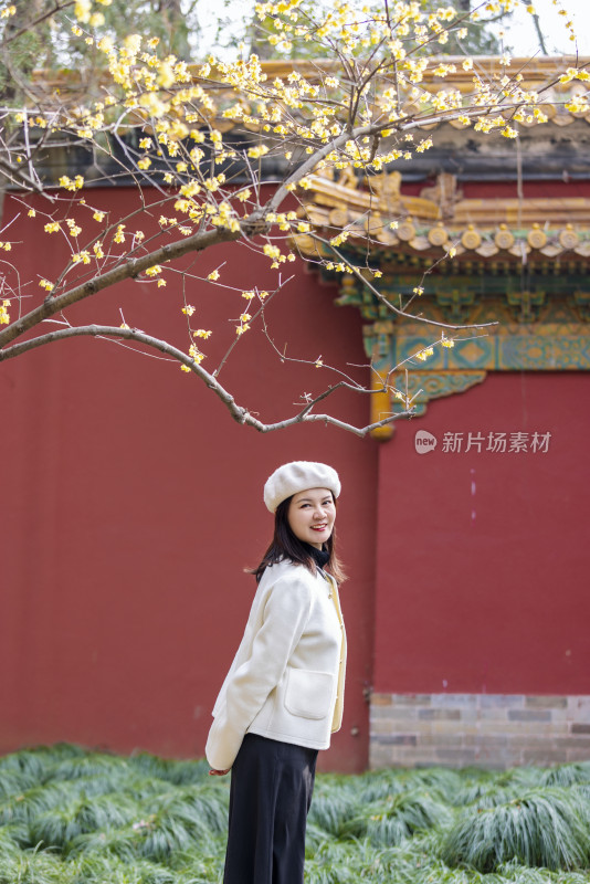 南京明孝陵站在红墙腊梅旁的女人