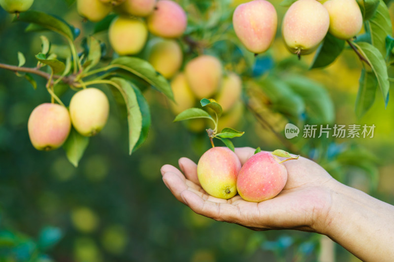 中国东北八月份的鸡心果