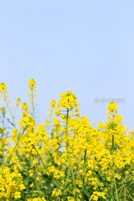 蓝色自然背景中的油菜花