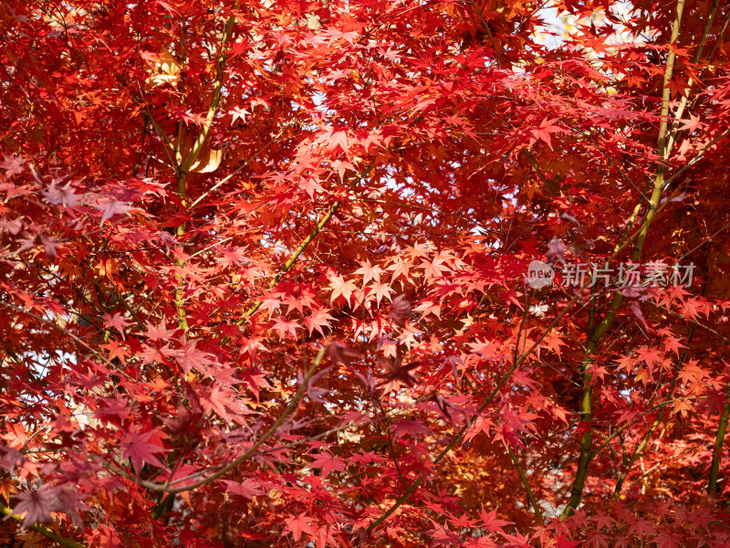 满屏的秋天红色枫叶背景图