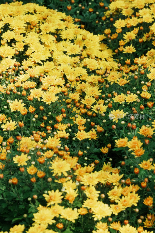 北京国家植物园菊花展