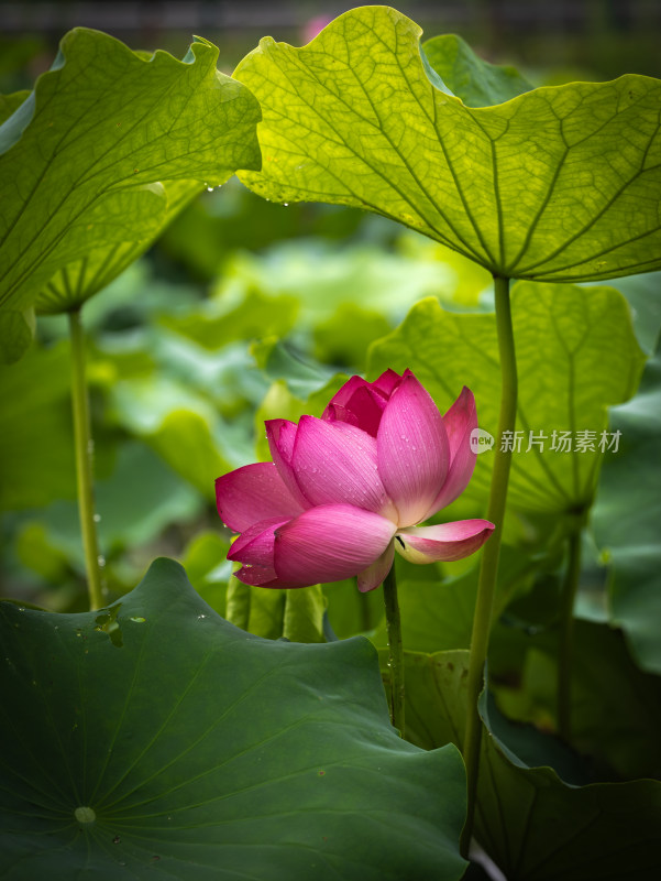 荷花特写