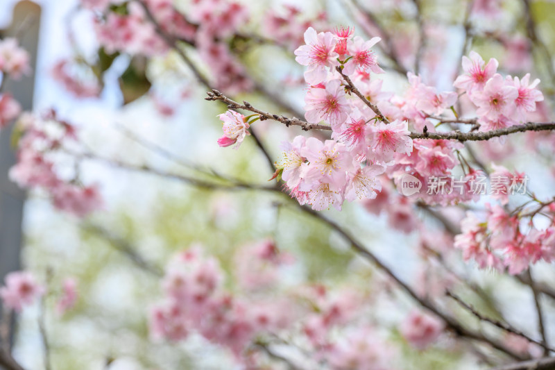 樱花特写拍摄