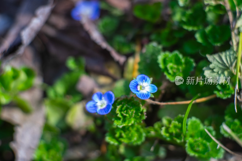 蓝花绿叶特写