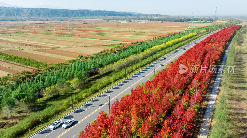 农村公路绿化秋天红叶