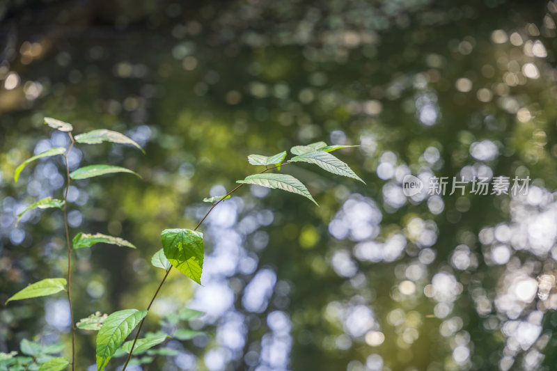 杭州宝石山景区挂牌山月牙池景点