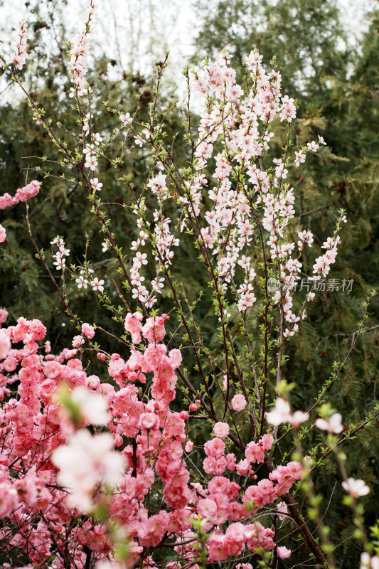 北京奥森樱花桃花