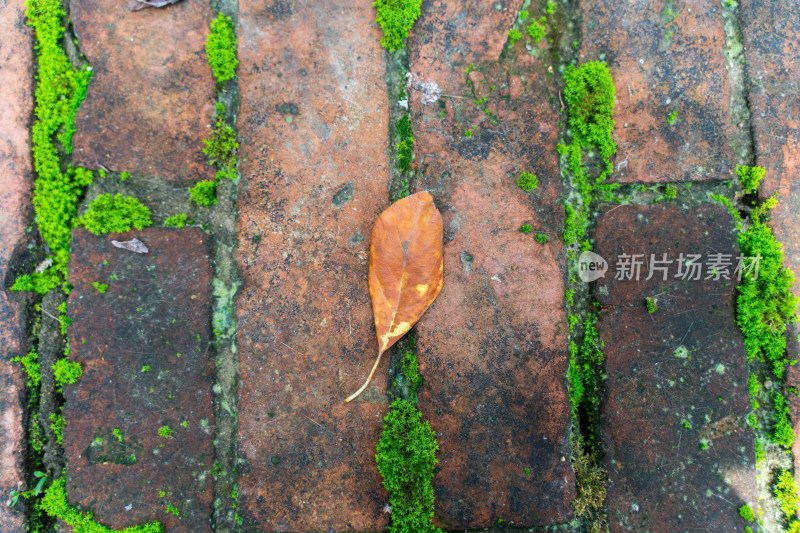 红砖缝中的落叶苔藓特写