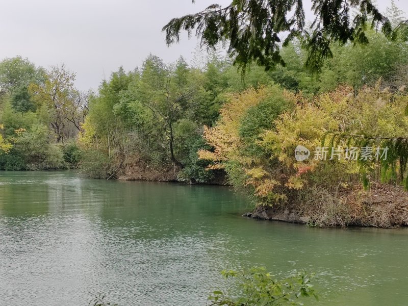 水边植被繁茂的自然风景