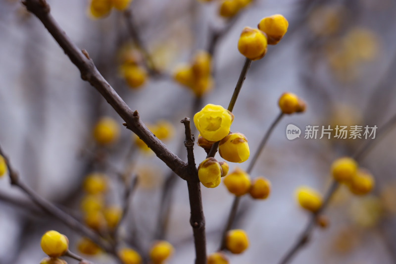 迎春花开满枝头