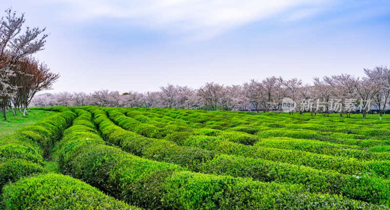 茶园茶山