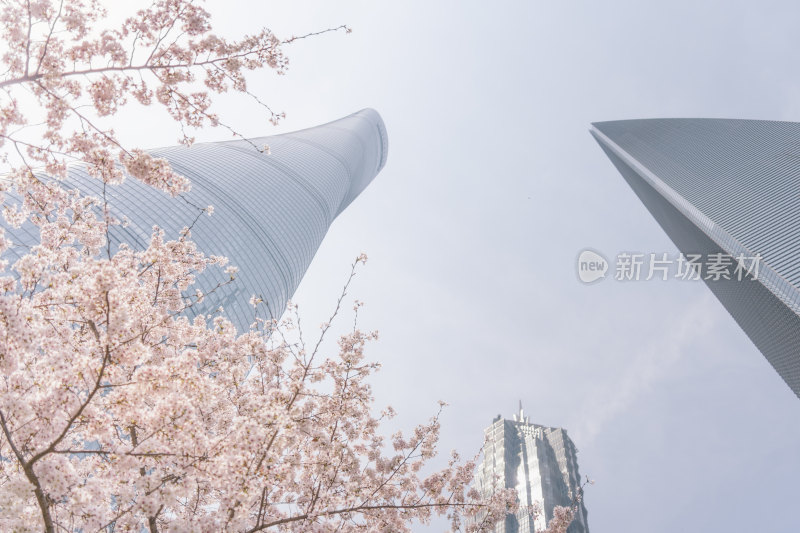 上海浦东新区高楼大厦与樱花