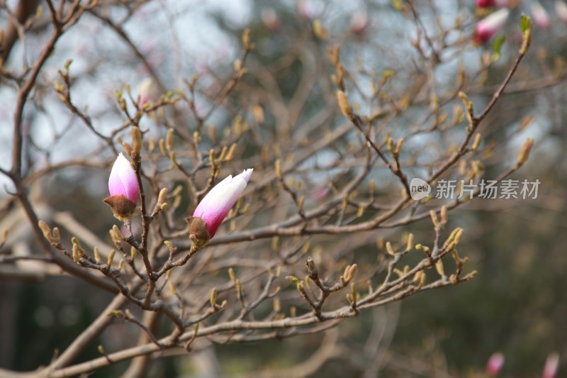 玉兰花系列