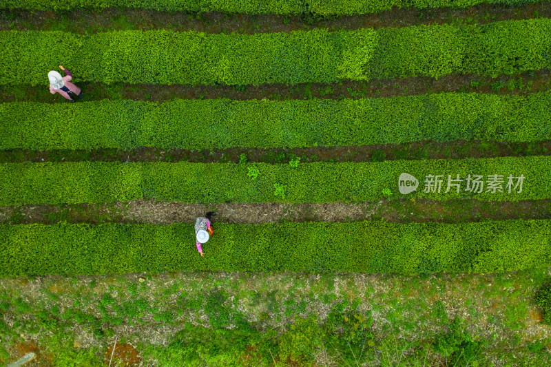 茶园茶山