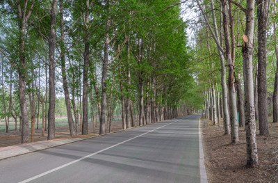 内蒙古包头赛罕塔拉草原生态园林荫大道