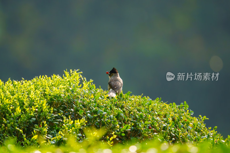 栖息在植物上的白喉红臀鹎