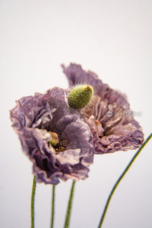 漂亮的花朵虞美人特写