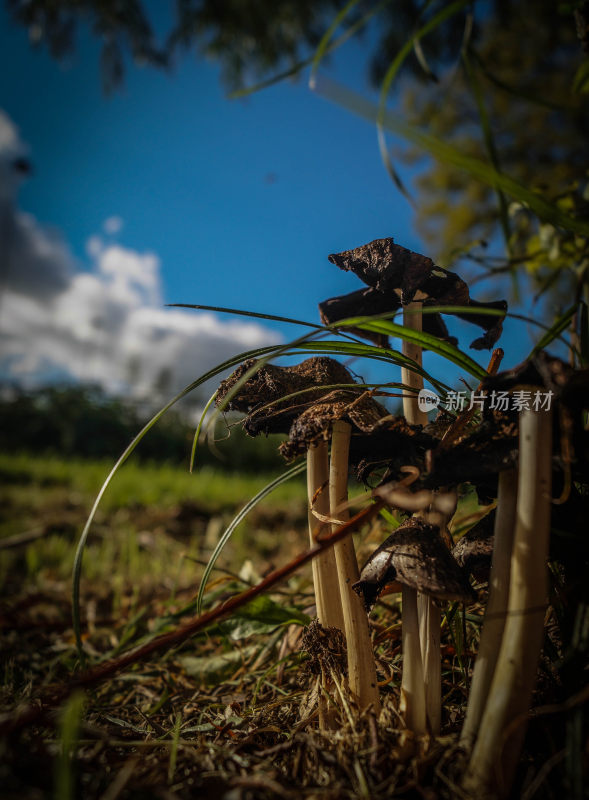 野生菌野生菌蘑菇生长环境菌类山菌