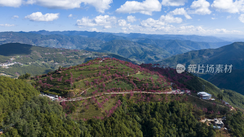 大理无量山樱花谷