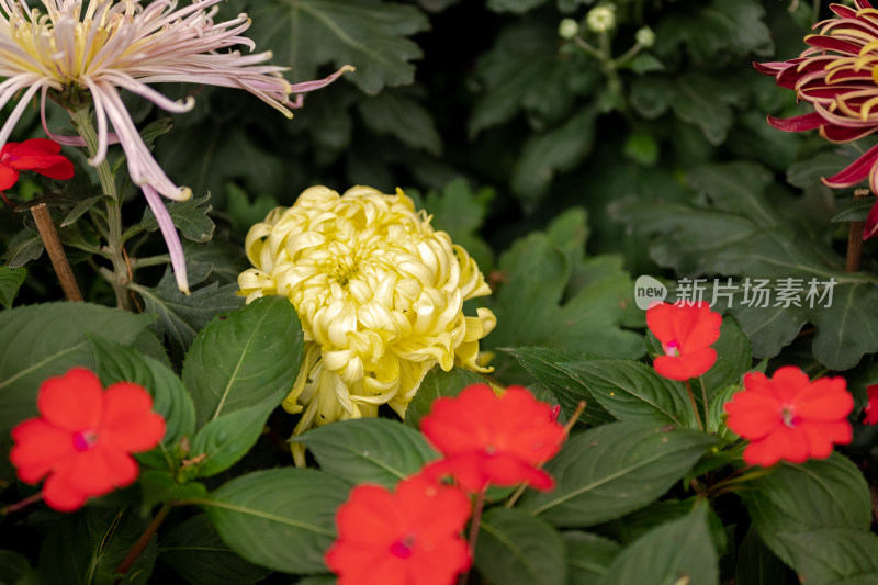 户外秋日菊花特写