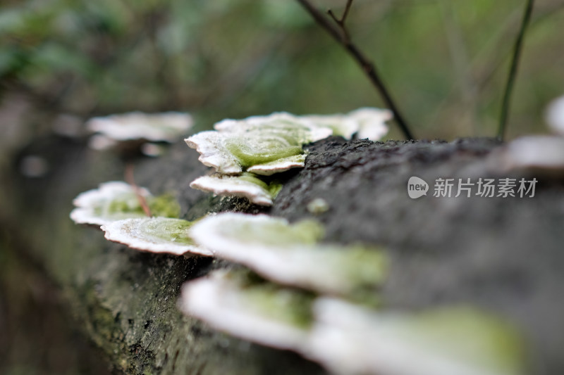 长在树干上的多片绿色菌菇近景