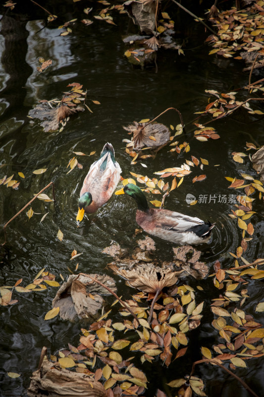 水中鸭子游弋落叶飘零的秋景