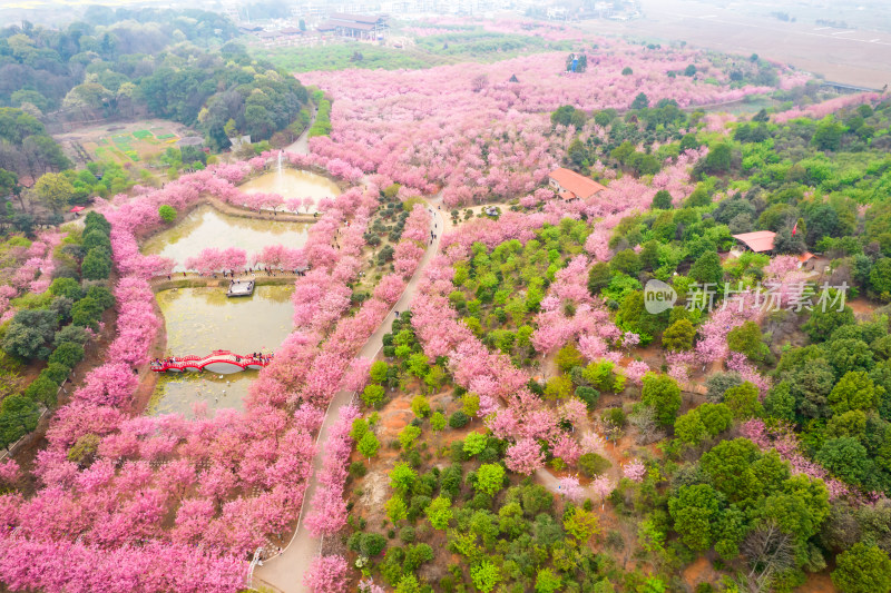 湖南省常宁市百万樱花园航拍风光