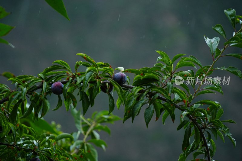 雨中--乌李子的特写