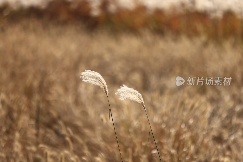 杭州良渚古城遗址公园的芦苇特写
