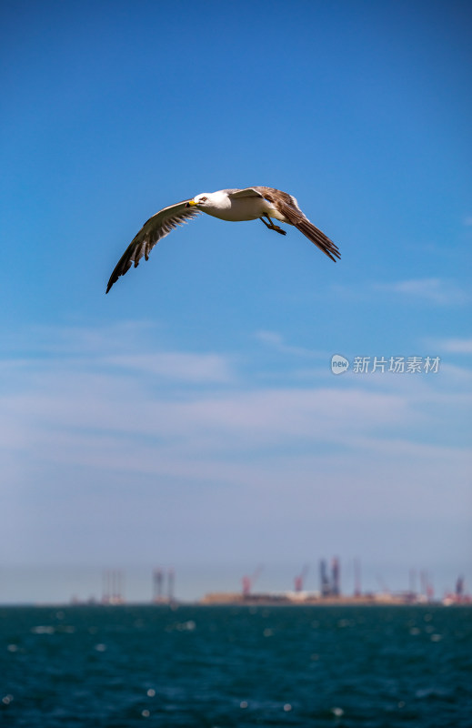 山东威海海天之间飞翔的海鸥