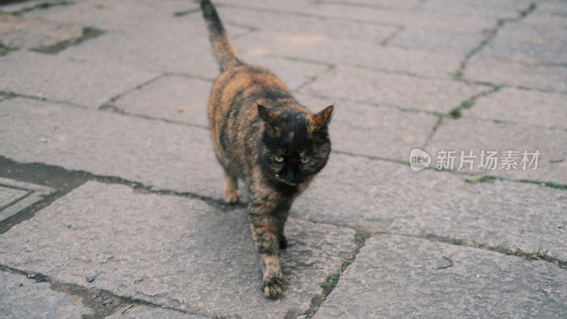 猫坐在人行道上的高角度视图