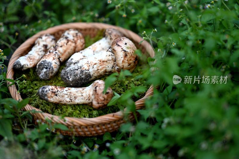 甘孜州野生松茸