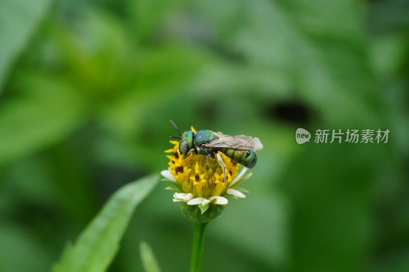 草丛中以花蜜为食的昆虫