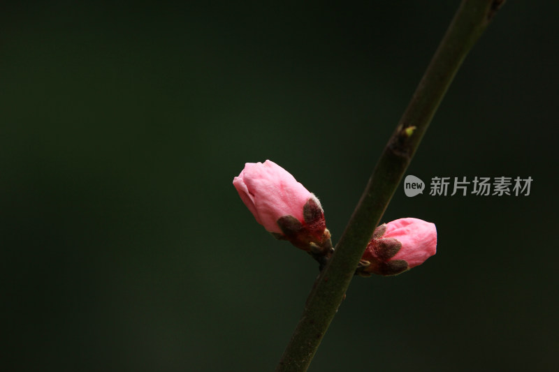 粉色的春桃花盛开