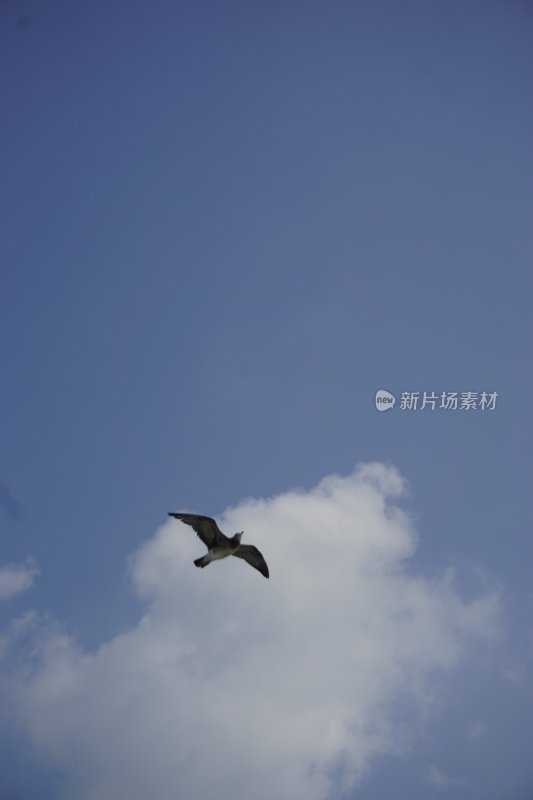 蓝天中飞翔的海鸥