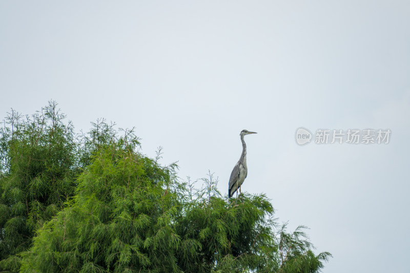 灰鹭站在绿植上的画面