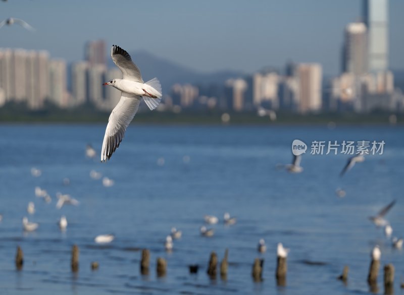 深圳湾海鸥在海面上方飞翔