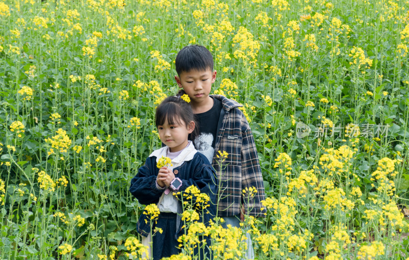 姐弟站在油菜花田中