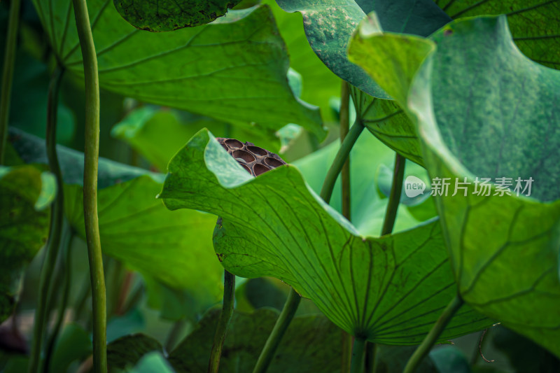 夏天池塘里的荷叶