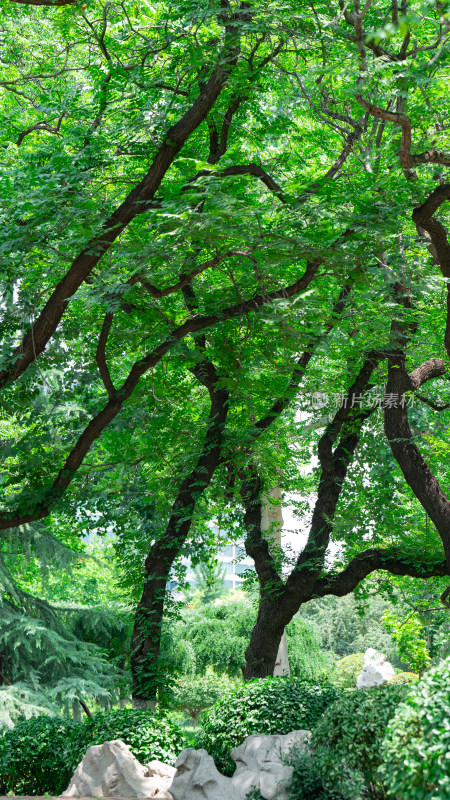 夏天淄博人民公园的树
