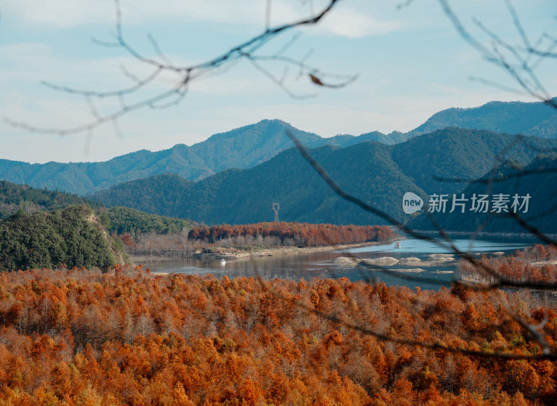 山林间色彩斑斓的红杉林秋景