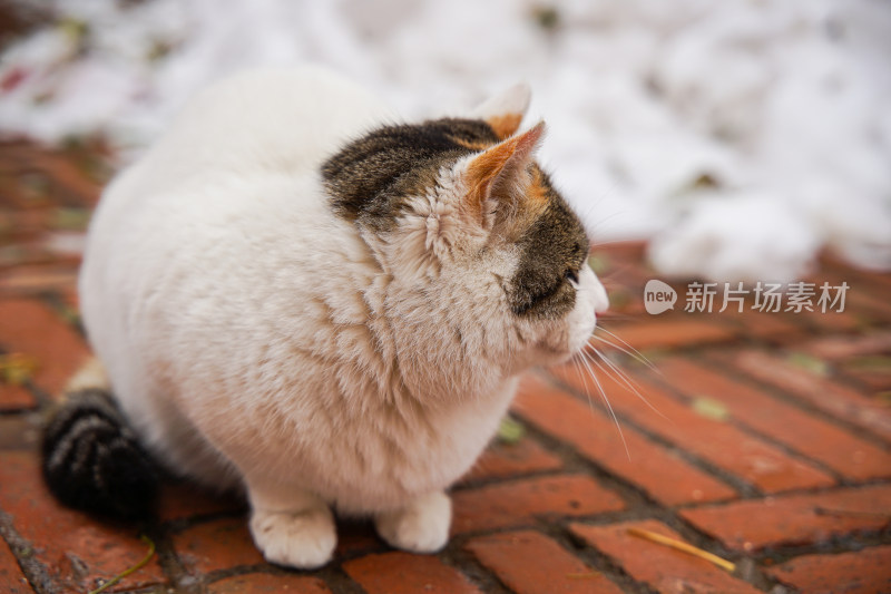 冬季路面上的猫积雪