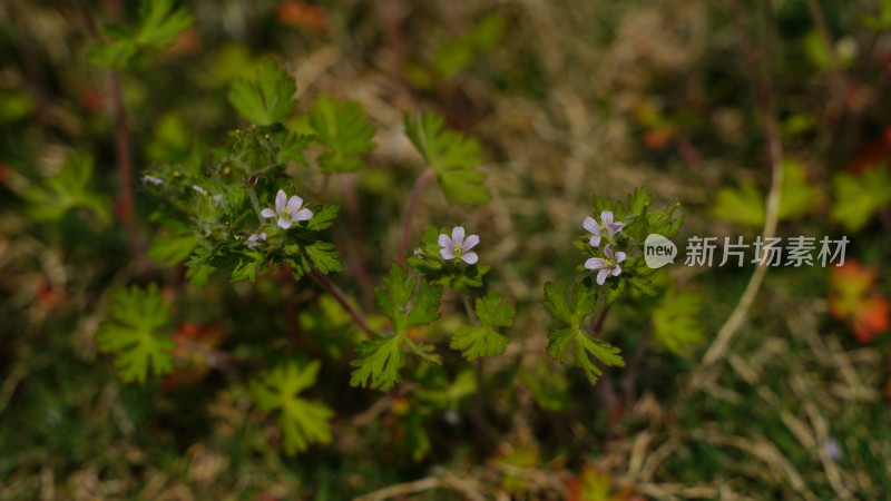 野花植物素材——老颧草