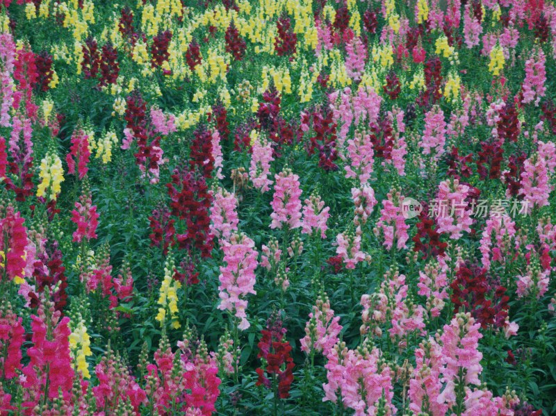 佛山市三山森林公园金鱼草花海